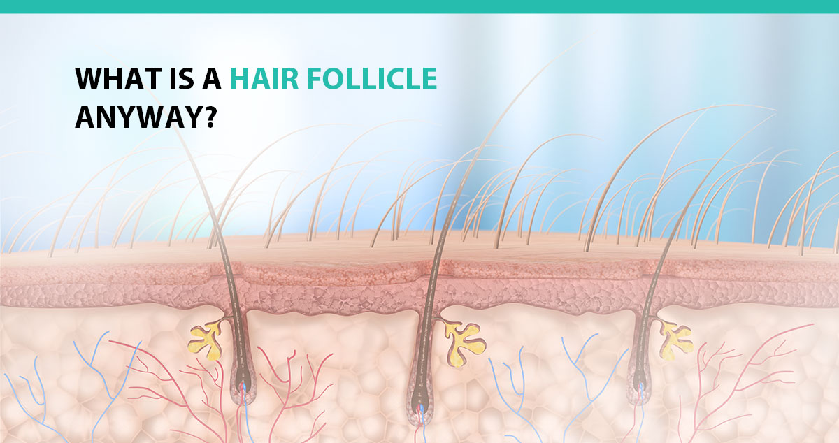 What Is A Hair Follicle Anyway?