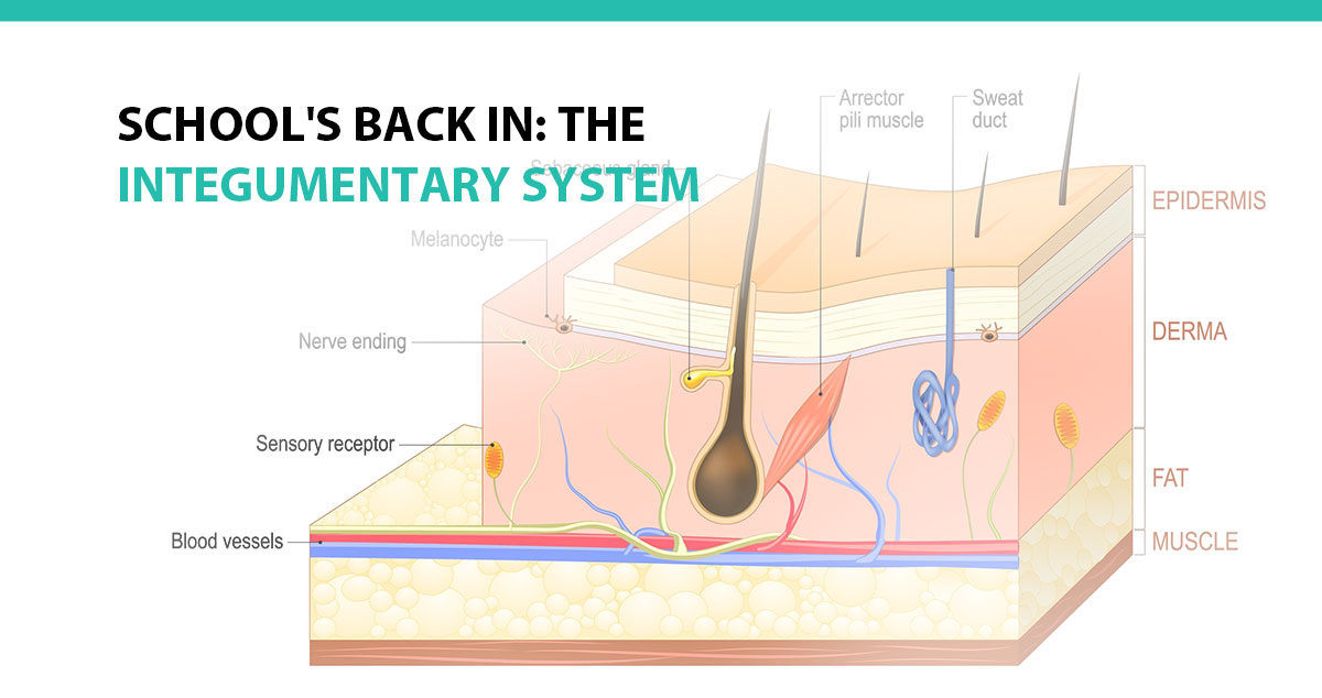 School's Back In: The Integumentary System